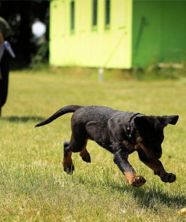 puppy-fetch-training